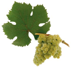 Rotgpfler szőlőfajta