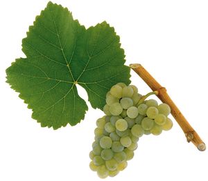 Zöld szilváni szőlőfajta