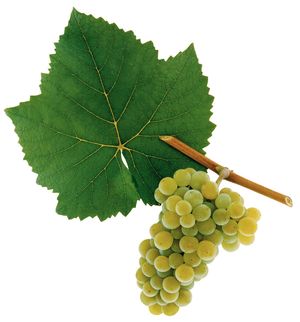 Olaszrizling szőlőfajta