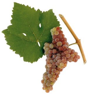 Cirfandli szőlőfajta